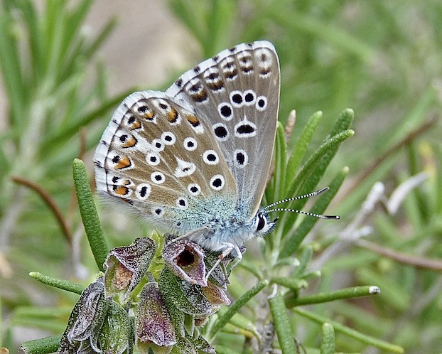 adonis blue